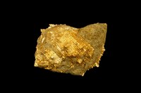 藏品(赤蛙螺)的圖片